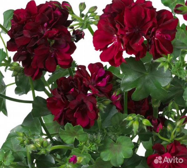Пеларгония плющелистная, иви гибрид