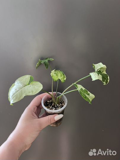 Сингониумы сортовые