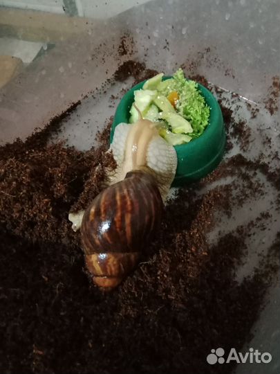 Улитки ахатины