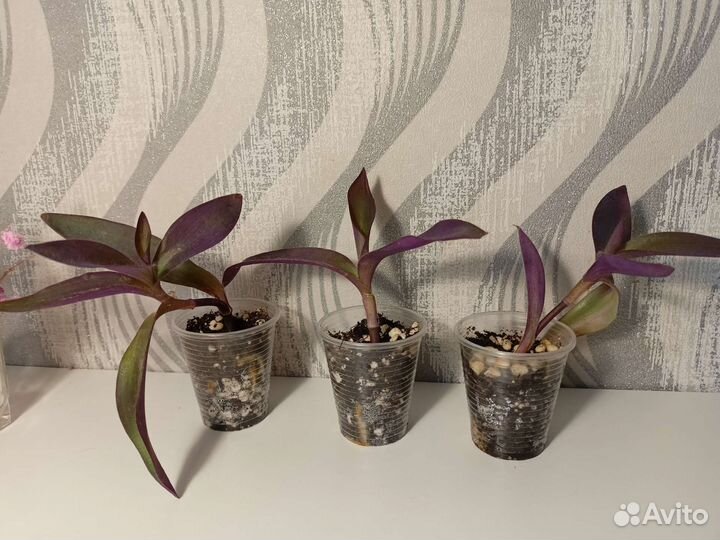 Традесканция