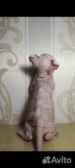 Эльфийка Девочка