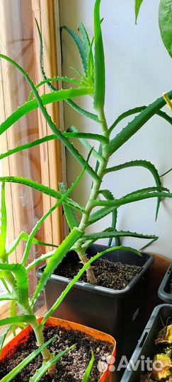 Алоэ древовидное лечебное