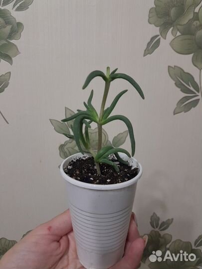 Делосперма