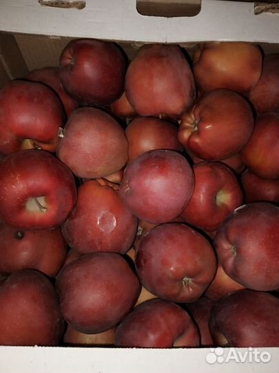 Яблоки оптом