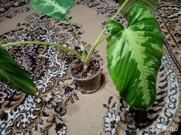 Шизматоглотис