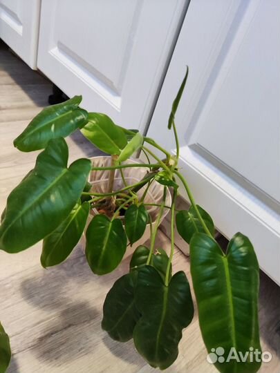 Ароидные филодендрон