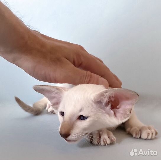 Ориентальные котята