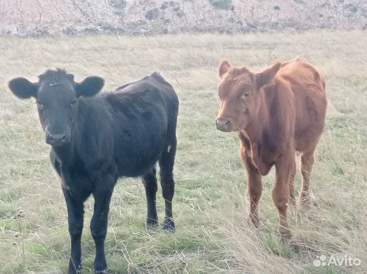 Бычки телки