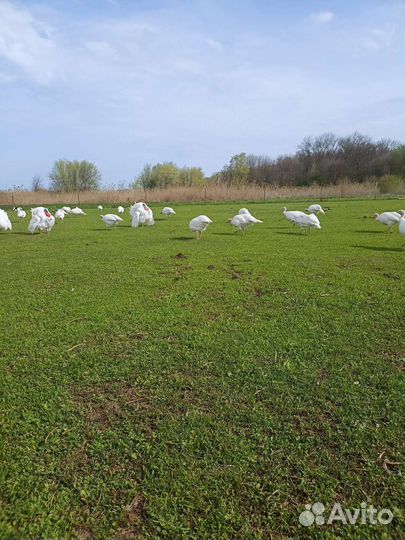 Продаются индюшата