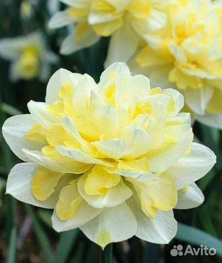 Луковицы нарциссов