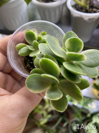 Наборы суккулентов