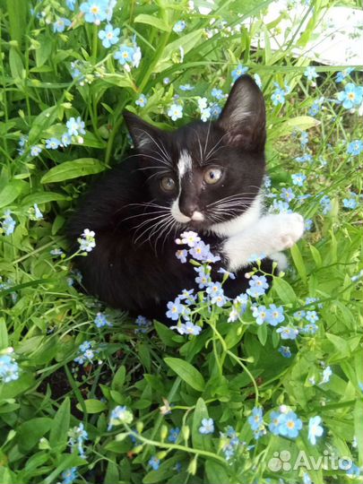 Котята в добрые руки бесплатно Архангельск