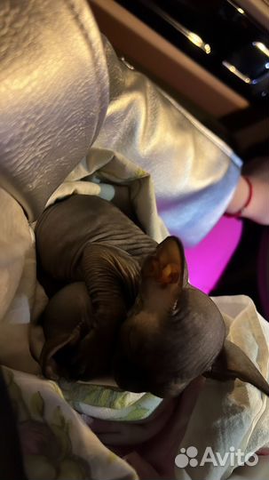 Канадский сфинкс