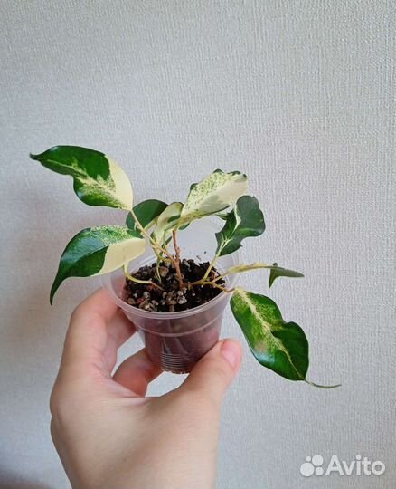 Фикус Кëрли