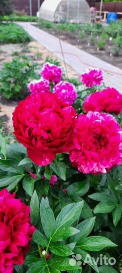 Пионы сортовые