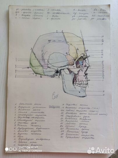 Анатомические рисунки, прошлый век, СССР