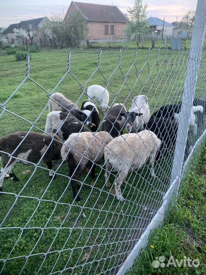 Бараны дорперы