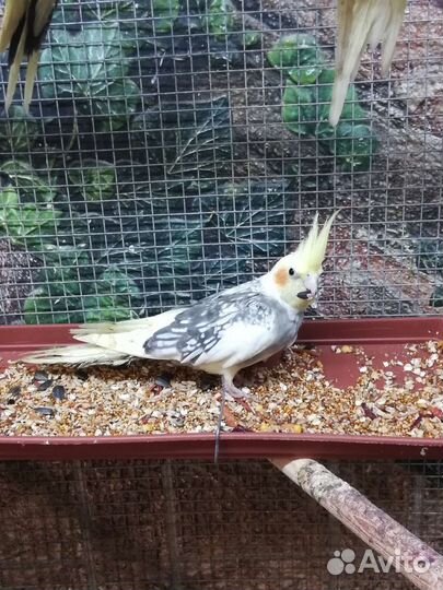 Попугай корелла птенцы, клетка