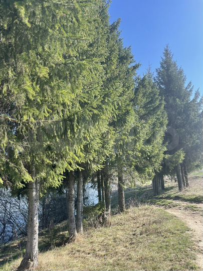 Участок 6 сот. (ИЖС)