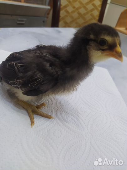 Амераукана