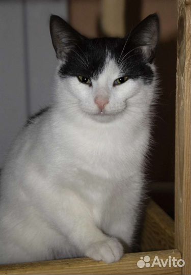 Ника в добрые руки