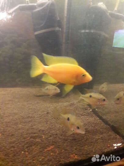 Яркие рыбки. Апистограммы