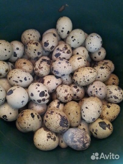 Яйца перепелиные домашние, инкубационные