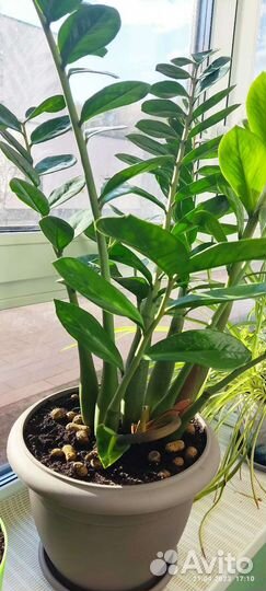 Комнатное Растение для дома, Замиокулкас