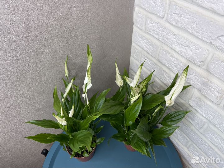 Спатифилум женское счастье комнатные цветы