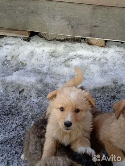 Собака щеночек