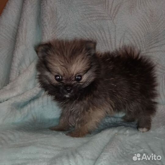 Щенки шпица