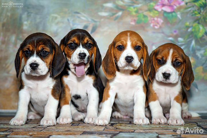 Щенки бигль, мальчики