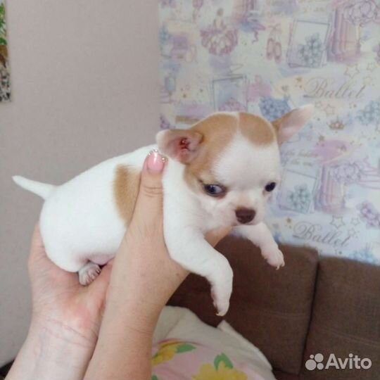 Чихуахуа девочка