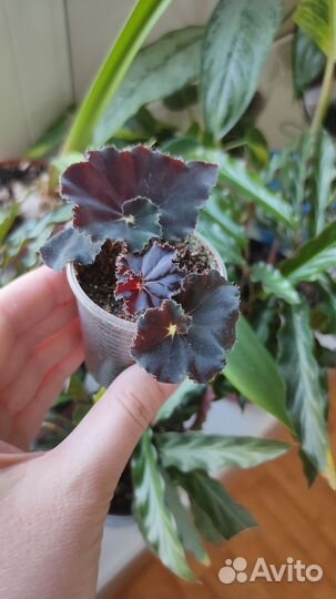 Бегония Черная мамба