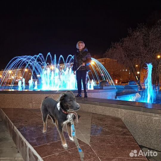 Собачка добрая девочка 8 мес., стерелизована