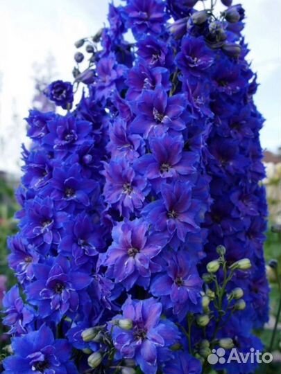 Садовые многолетники