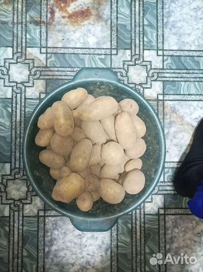 Картофель крупный