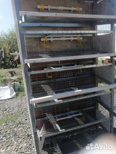 Клетка для перепелов
