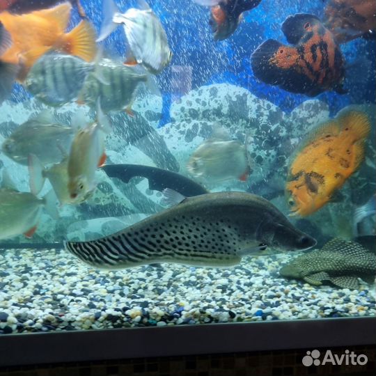 Серебряный нож Бланша