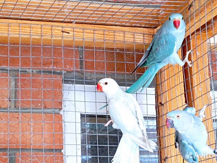 Попугаи ожереловые