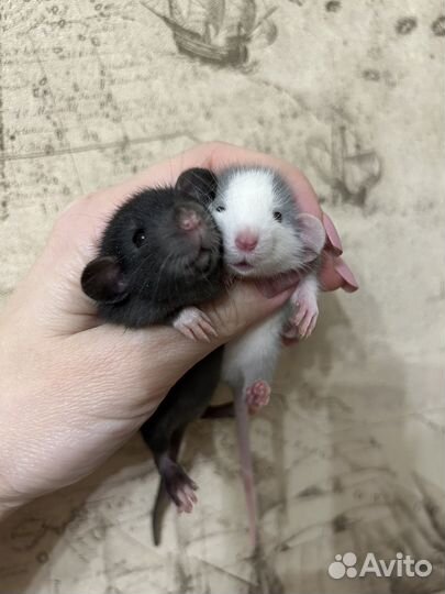 Ручные крысята Дамбо много окрасов