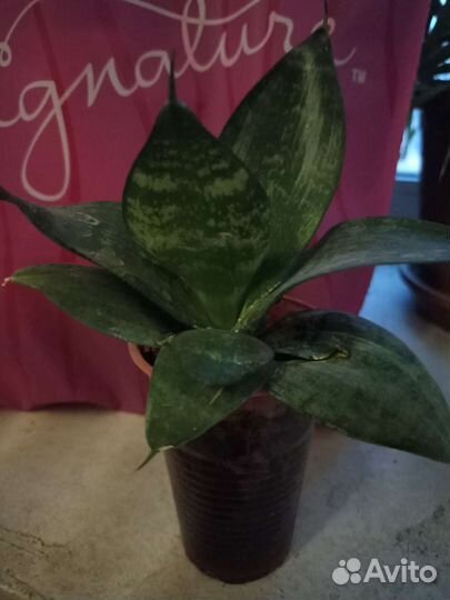 Цветы. Сансевиерия / тëщин язык