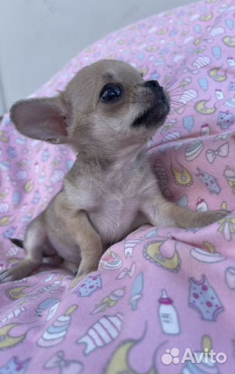 Щенки чихуахуа