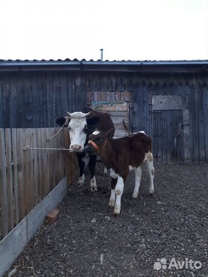 Коровы дойные молочные