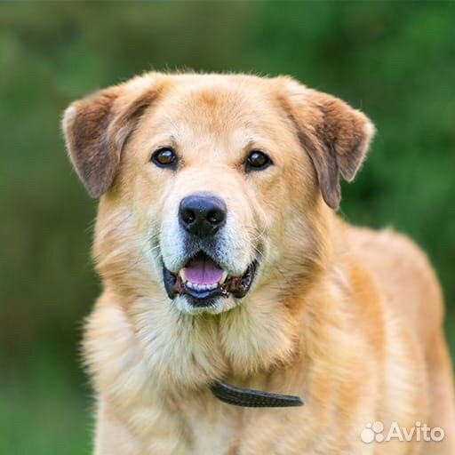 Барс собака мальчик в добрые руки