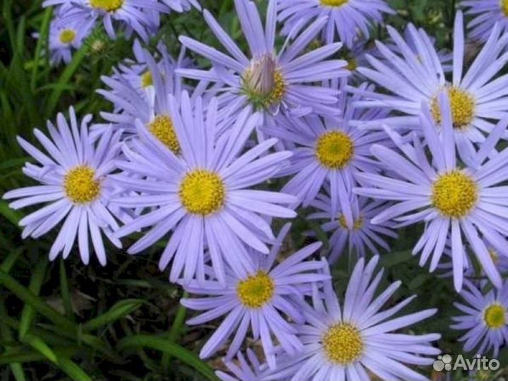 Многолетники Калимерис Блю Стар