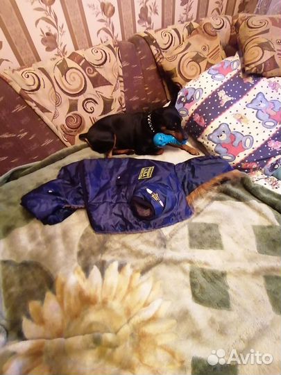 Пальто для собаки