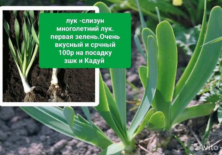 Саженцы Малина Смородина рябина черная лук многол