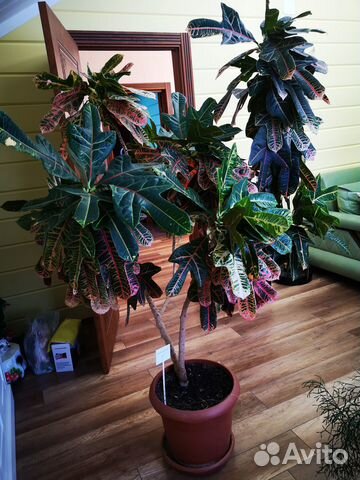 Продаю цветок Кодиум