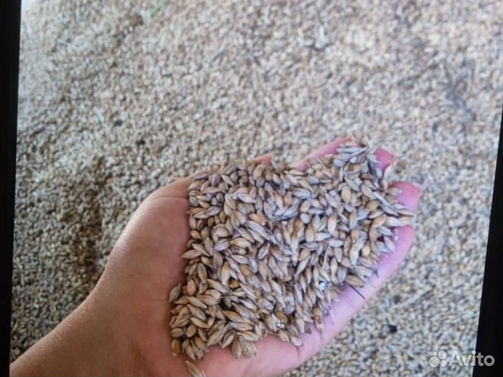 Зерно ячмень, овес